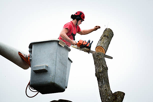 Best Seasonal Cleanup (Spring/Fall)  in Village Of Waukesha, WI