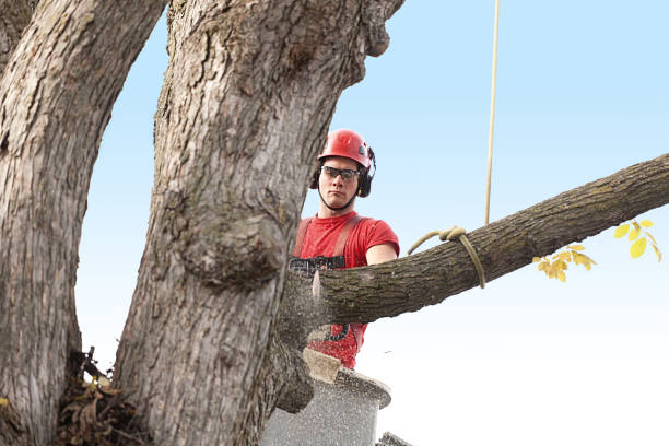 Professional Tree Services in Village Of Waukesha, WI